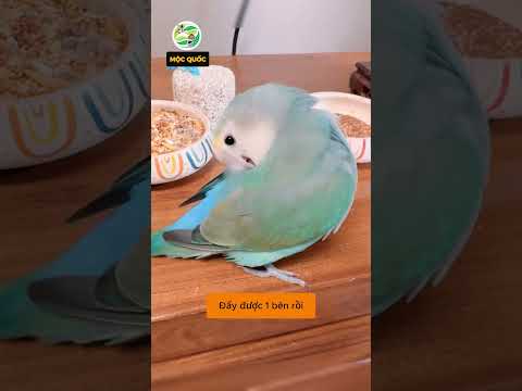Chú vẹt dễ thương biết bóc kẹo cho chủ nhân #shorts