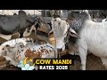 Manghopir S Cattle Market Price Of Animals For Sacrifice Cow Market Rates 2025