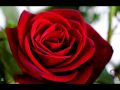 King's Singers - "O My Luve's Like a Red, Red Rose" - Robert Burns