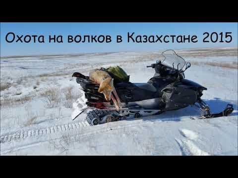 Охота на волков в Казахстане 2015 ( hunting for wolves )