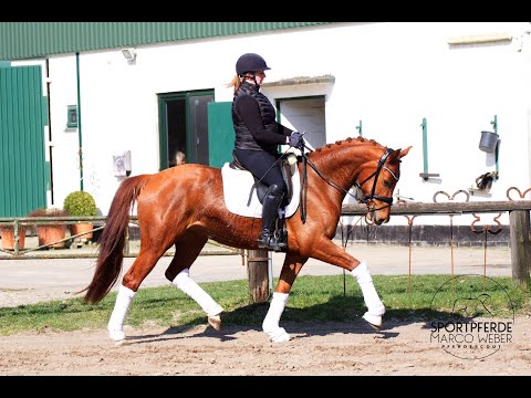 Stute von Don Nobless *2018