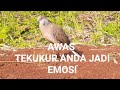 Burung Tekukur Mana Yg Tidak Ikut Bunyi Dan Emosi Setelah Mendengar Suara Tekukur Ini