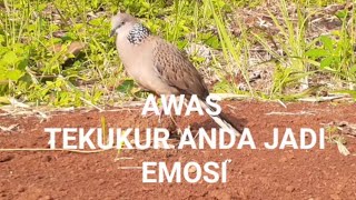 Download lagu burung tekukur mana yg tidak ikut bunyi dan emosi setelah mendengar suara tekukur ini mp3 Download lagu burung tekukur mana yg tidak ikut bunyi dan emosi setelah mendengar suara tekukur ini mp3