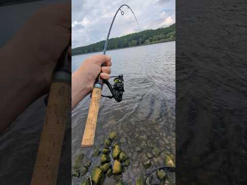 Angeltrips in einer Minute: Die UL Rute kommt an ihre Grenzen. #angeln #ultralightfishing