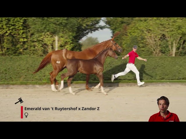 Ebby v/d Berghoeve Z