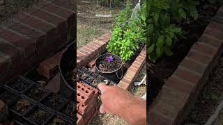 The New Daddykirbs Garden - falling in love every day