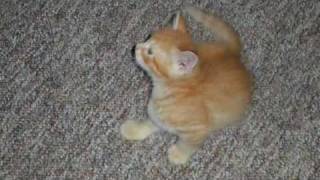 Bill Engvall I G Joe