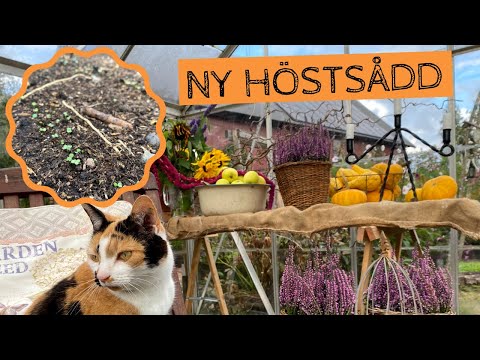 Ny höstsådd i glasväxthuset - Nu är fler frön sådda för skörd senare i höst och vinter