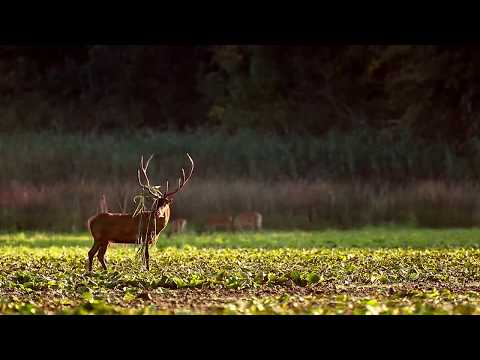 Red deer rut 2018
