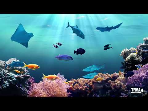 Su Kardeşliği Filmi