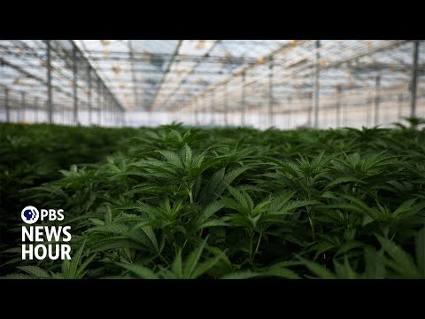 What the federal marijuana policy shift means for cannabis use and research