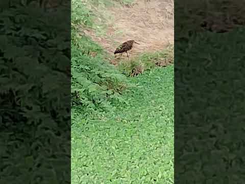 enquanto isso em São Miguel do TAPUIO PIAUÍ, o jacaré toma Sol ☀️