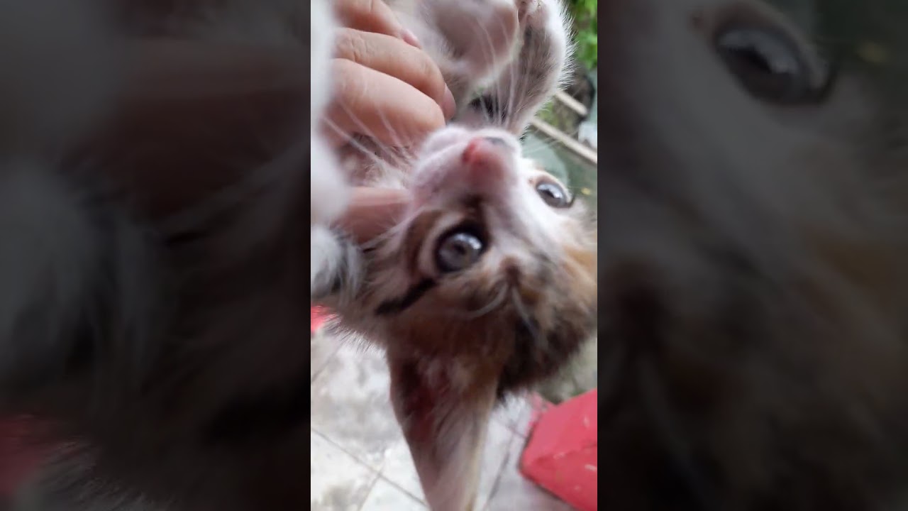 Gato raça SRD-ViraLata idade Abaixo de 2 meses nome Sem nome