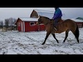 Silver Poco San Pep AQHA 2005 Buckskin Stallion FOR SALE