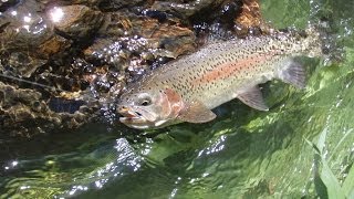 Trout Fishing on Wilderness Unlimited's White River Ranch