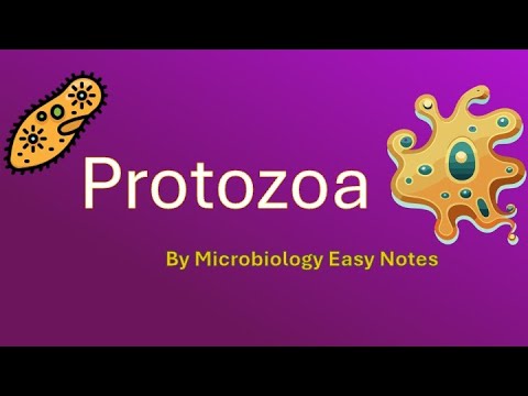 Protozoa