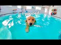 My Dog Rents A Swimming Pool