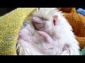 Angry hedgehog after bath