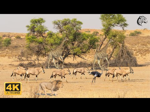 4K African Wildlife - 4K TV Lions, Zebra, Antelope - Scenic Wildlife Film With African Music