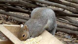 preview picture of video 'Squirrel in Mount Vernon'