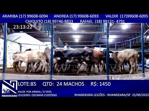 LEILÃO  NHANDEARA LEILÕES - 22/09/2025 - NHANDEARA/SP - AO VIVO LEILÃO @ BOI