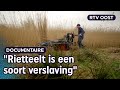 Ons Riet: hoe de rietcultuur verweven zit in het Overijsselse DNA | RTV Oost