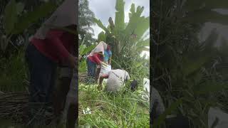 Download lagu Alhamdulillah bLek dri jalan gasss cari uang lgi #fyfy #flks #manenpare mp3