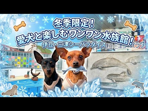 YouTube動画を再生