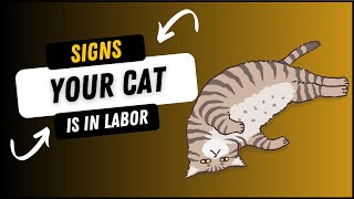 How to Tell if Your Cat is in Labor?