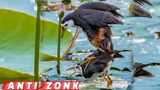 Download lagu 🔴SUARA PIKAT BURUNG RUAK RUAK ASLI SUARA JERNIH‼️ mp3