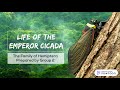 Life of Emperor Cicada (Tacua speciosa) Prepared by G2