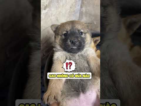 Mẹ màu vàng mà đẻ ra con màu lạ lắm😂 #shorts #yeulu