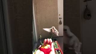 ハチドリちゃんがやって来た#32 手乗り編10 スローモーションHummingbird’s coming over to our house
