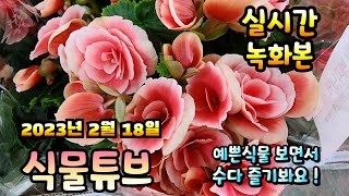 2023년 2월 18일 토요일 예쁜식물들 보면서 수다즐겨봐요  #양재꽃시장 #식물수다 #수다