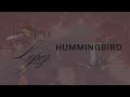 Jennifer Lopez Hummingbird Official Lyric Video