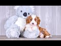 Cavapoo dogs for sale: Tony - Video 1