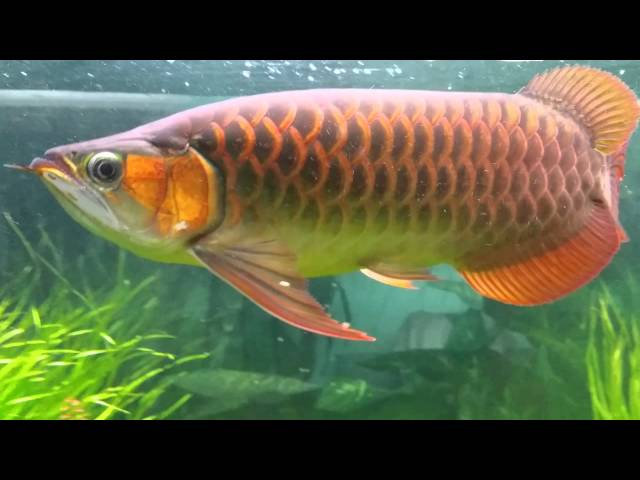 N1 Super Red Arowana in large aqua scape aquarium with wet dry sump filter system.