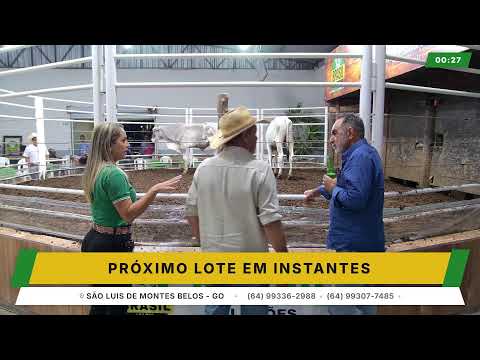 BRASIL LEILÕES - SÃO LUIS DE MONTES BELOS - GO -05/08/2026