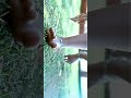 Ajay Devgn Bhola Whatsapp Status Teaser 2 In Full Screen Bhola Movie Status India