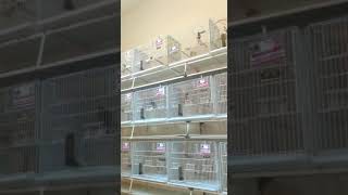 Curió Galador  Pérola Filho