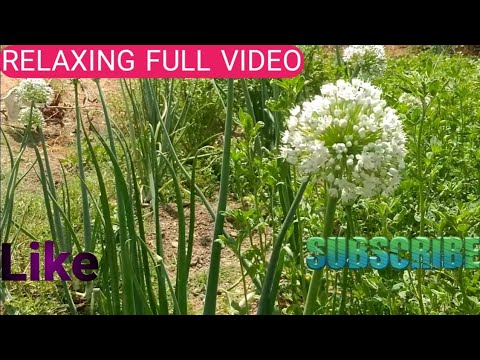 RELAXING MUSIC RAIN NATUR PIYANO WATER MUSIC FOR KIDES SONG PLAY GUITQR MUSIC CAMARILLO ANIME MUSIC