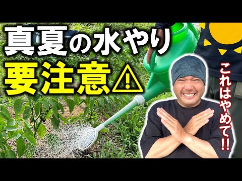 園芸 水を節約するマイクロ灌漑
