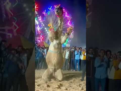Rajasthan Camel dance #shorts #youtubeshorts #viralshorts #camel #camedy #dance #dancevideo #dancer