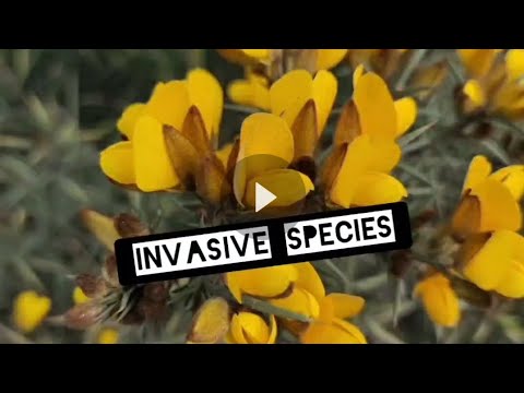 The Invasive Nature of Ulex europaeus