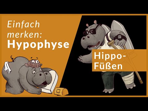 Hypophyse leicht erklärt | Eselsbrücken für Neuroanatomie