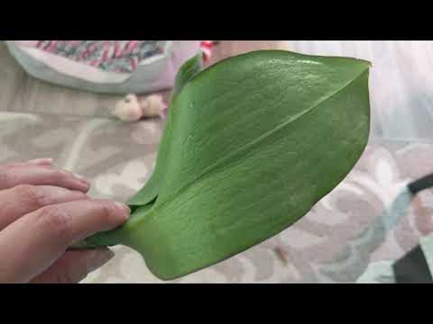 Rootless orchid update