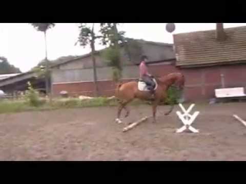 Scott - 3-jähriger Wallach von Scolari - White Star bei der Gymnastik