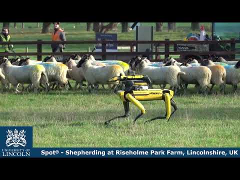 An Exploratory Study on the Use of Robot Dogs in Shepherding