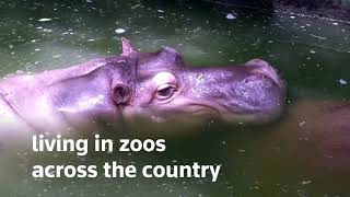 Thailand&#39;s oldest hippo celebrates 55th birthday