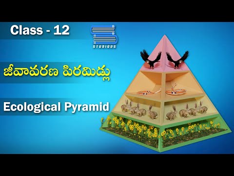 జీవావరణ పిరమిడ్లు – Ecological Pyramids | Ecosystem | Biology Telugu